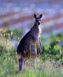 The state of Australian wine - and Landmark Australia