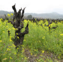 Eco-wines in the tasting glass on September 12 [Chicago]