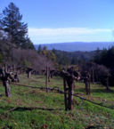 Visiting Mayacamas Vineyards, Napa Valley [guest post]