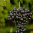 Vino Nobile di Montepulciano DOCG, “d’ogni vino il Re”