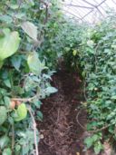 甘いよ　ほおずき