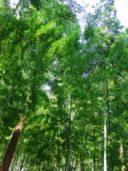 た・け・の・こ