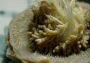 Come fare i Carciofi ripieni