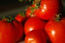 Insalata di primavera: l’Insalata di pomodori al pecorino