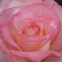 La Mousse Rosa per un San Valentino Romantico