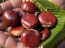 Castagne al burro, un contorno per l’autunno