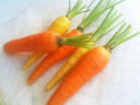Ricette dietetiche vegetariane, gli hamburger di carote