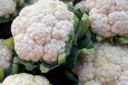 Ricette Bimby per la pasta: sugo alle cimette di cavolfiore