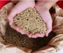 Il ritorno della lenticchia in terra occitana