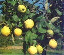 Cotogno