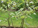 Belladonna