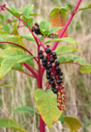 Fitolacca