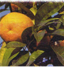 Arancio amaro e dolce
