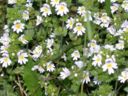 Eufrasia