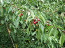 Ciliegio selvatico