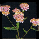 Achillea