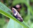 Quel pasticciaccio brutto della Xylella Fastidiosa