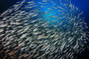 Pesce di Stagione a dicembre: caratteristiche e spunti in cucina