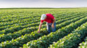 Pesticidi in agricoltura bio: la riforma UE abbassa gli standard di sicurezza italiani?