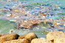 Rifiuti in mare: le Microplastiche sono pericolose per l’uomo?