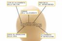 Come leggere il Codice di tracciabilità delle Uova