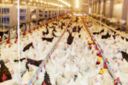 Polli d’allevamento: cosa c’è dietro un prezzo troppo basso?