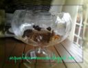 Zuppa inglese con panettone