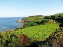 Cap Corse e la freschezza dei vermentino di Corsica
