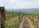 Anteprima Vini della Costa Toscana | In Maremma si bevono anche grandi sangiovese