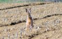 Confini. I rossi del Collio, più o meno