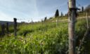 Cambiare vita in Toscana: un sogno di nome Poggio La Noce