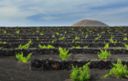 Lanzarote: cenere, vento e Malvasia