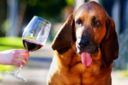 Manco li cani | La fine ingloriosa del Chianti da autogrill