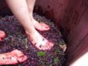 Quanto costa produrre una bottiglia di vino?