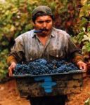 Agenzie interinali | Trovare lavoro nel mondo del vino è una missione possibile