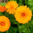 Calendula Officinalis