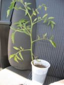 Pomodoro in Autostrada…