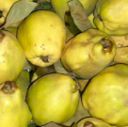 La mela cotogna: un tesoro da preservare