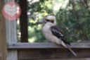 One Place: Three Animals – Australian Wildlife