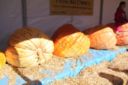 One Place: Three Photos – Pumpkin Festival (Festival delle Zucche)