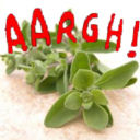 Aargh! Serve un’aromatica in cucina!