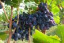 “Apulia Best Wine Tour”: alla scoperta della rinnovata viticultura Pugliese