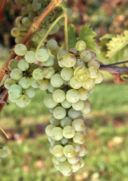 Malvasia vino dei re: dal Carso alla Sicilia