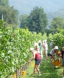 Si parte con la vendemmia 2009!