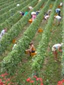 La vendemmia continua…