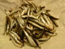 Acciughe sotto sale