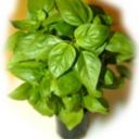Salsa ai 4 tipi di basilico