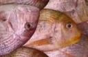 Pagello al cartoccio