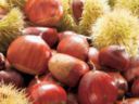 Crema alle capesante