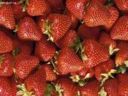 Torta alle fragole